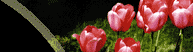 Photo of Tulips