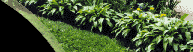 Photo of Hostas