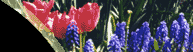 Photo of Tulips and Grape Hyacinths