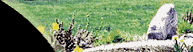 Photo of the Rock, River, Tree Garden