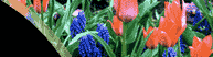 Photo of Grape Hyacinths and Tulips